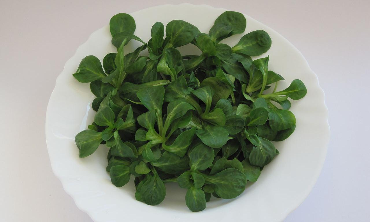 Lechuga de cordero cruda servida en un plato blanco. Lechuga de cordero cruda servida en un plato blanco.