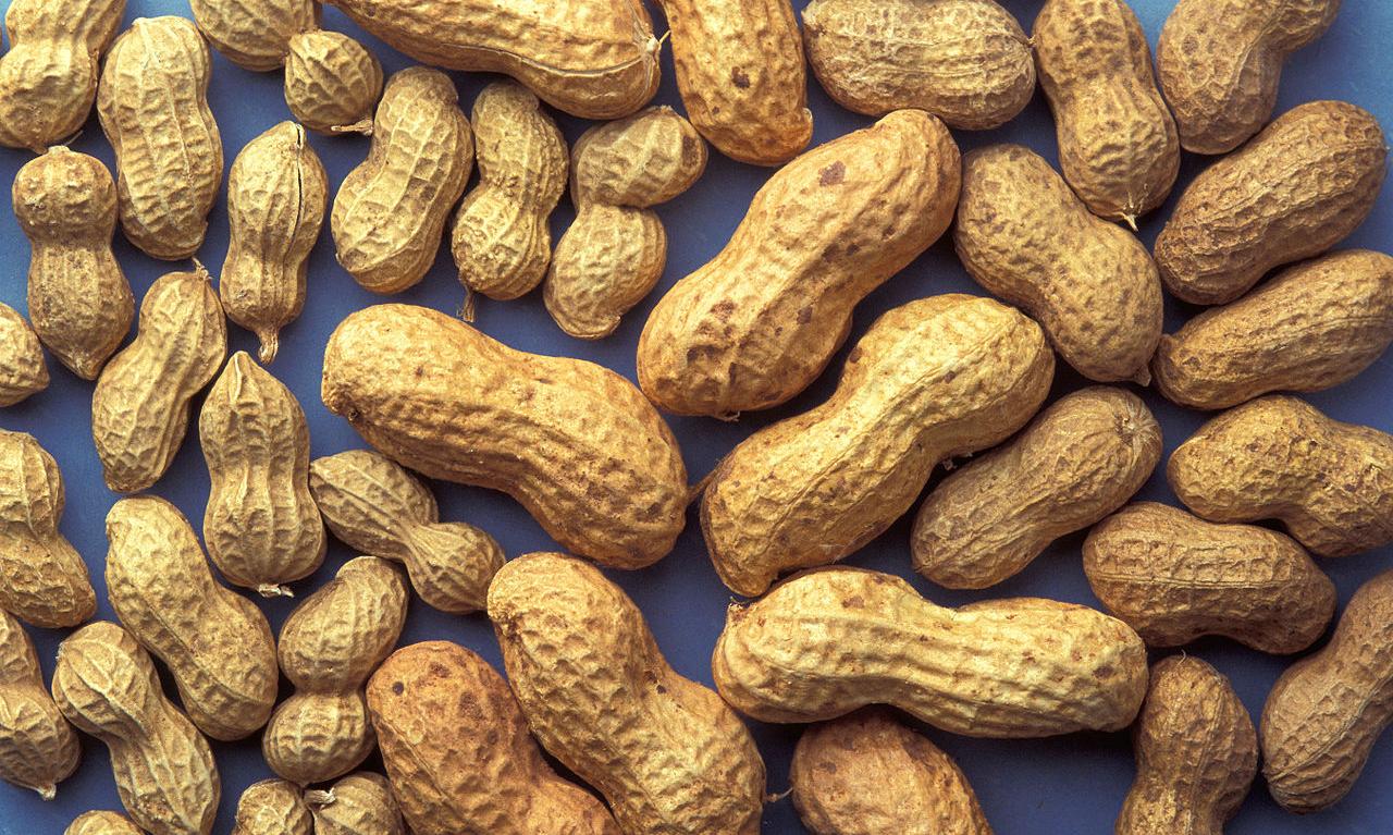 Verschiedene Erdnuss-Kultivare (Arachis hypogaea). Die Sorten unterscheiden sich in der Grösse. Verschiedene Erdnuss-Kultivare (Arachis hypogaea). Die Sorten unterscheiden sich in der Grösse.