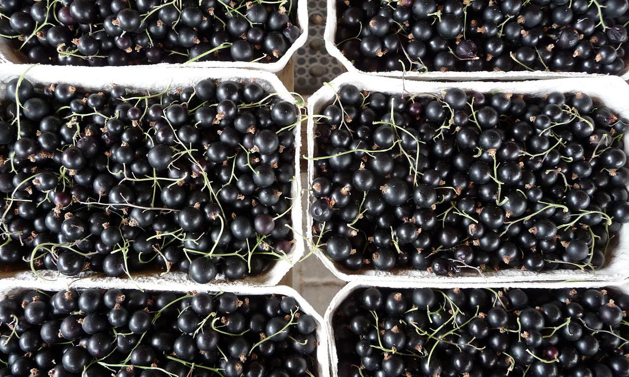 Blackcurrant, raw - Ribes nigrum - in a row of sales boxes. Blackcurrant, raw - Ribes nigrum - in a row of sales boxes.