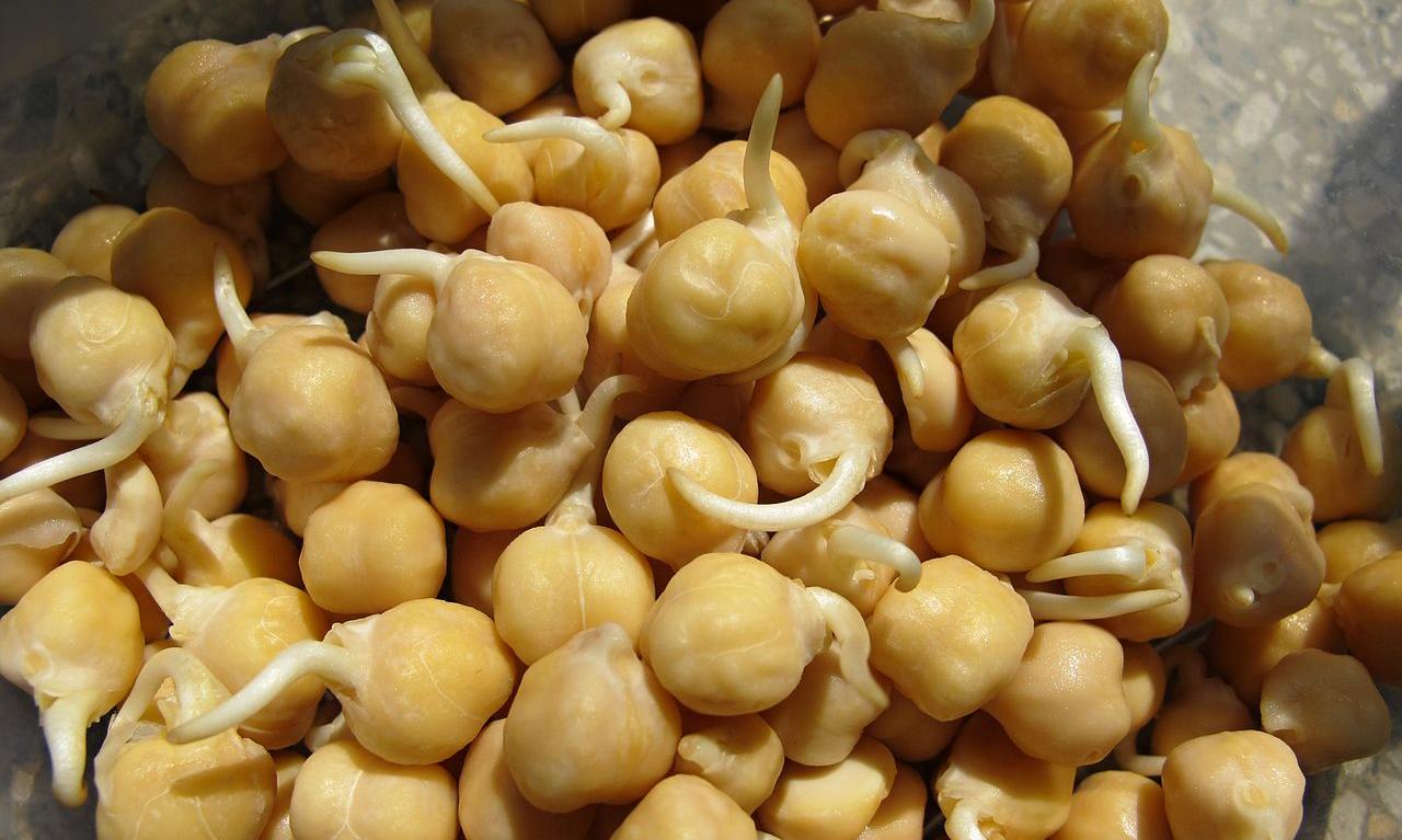 Garbanzo, crudo - Cicer arietinum: La imagen muestra los garbanzos apilados y germinados. Garbanzo, crudo - Cicer arietinum: La imagen muestra los garbanzos apilados y germinados.