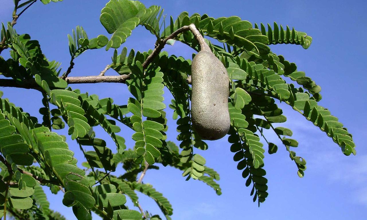 Tamarind En Tamarind En