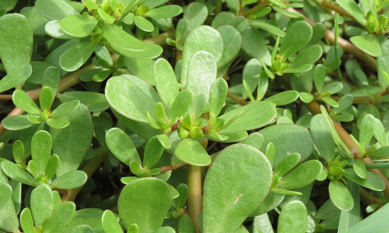 Gemüse roh, unbehandelt: Portulak, roh - Portulaca oleracea Gemüse roh, unbehandelt: Portulak, roh - Portulaca oleracea