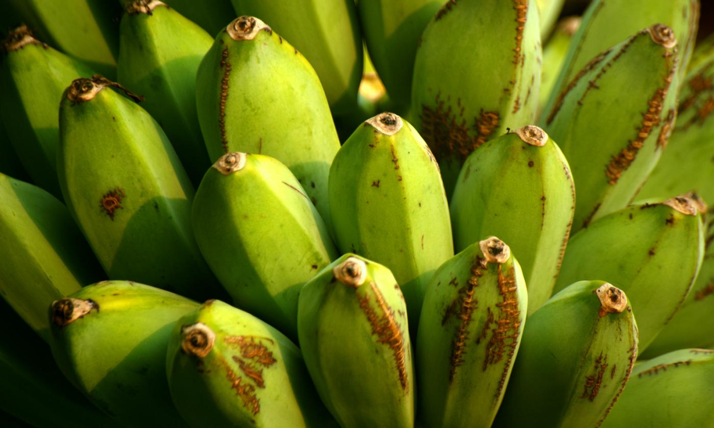 Still unripe plantains (Musa x paradisiaca) on the inflorescence. They are often used immature. Still unripe plantains (Musa x paradisiaca) on the inflorescence. They are often used immature.