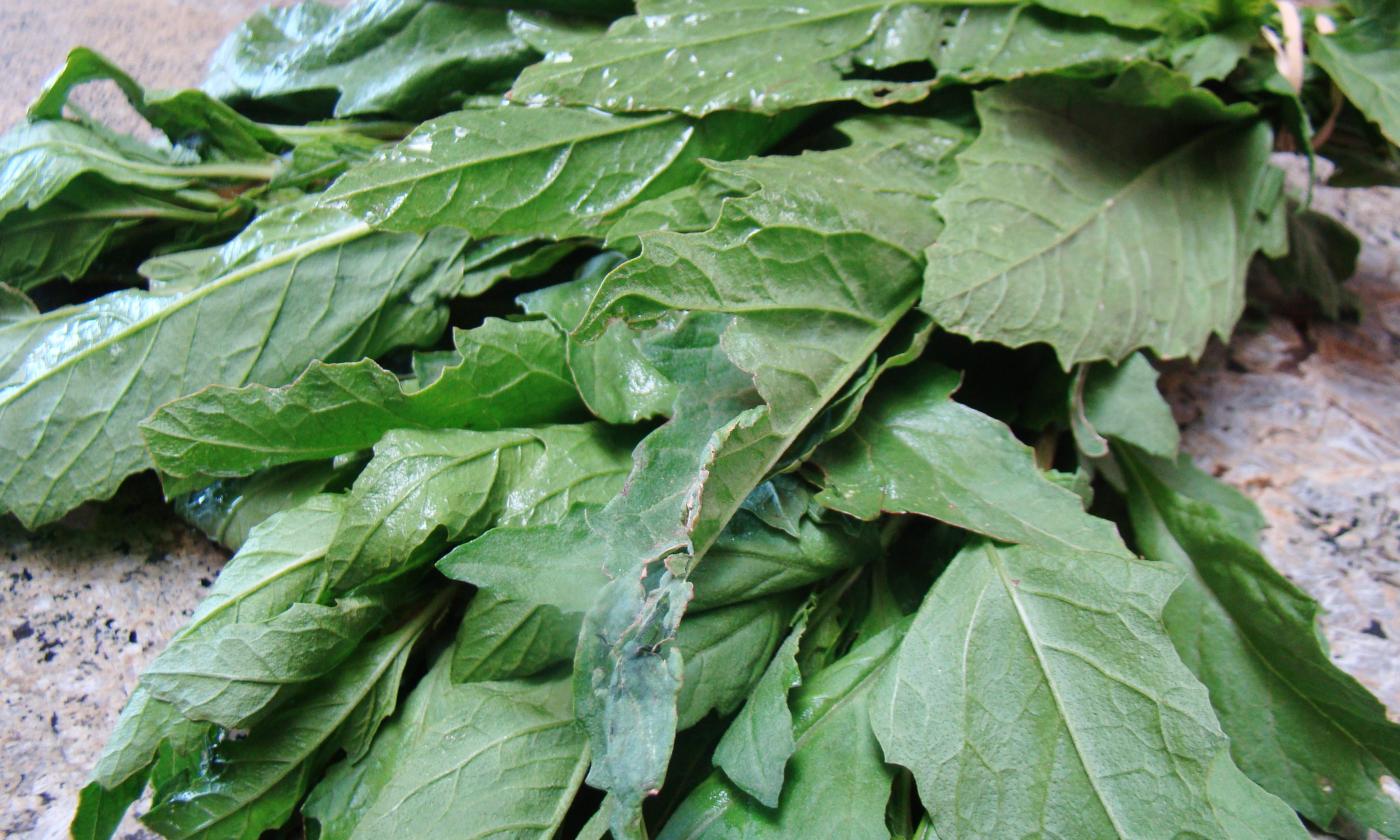 Собранные листья мексиканского чая (эпазота)  Dysphania ambrosioides. Собранные листья мексиканского чая (эпазота)  Dysphania ambrosioides.