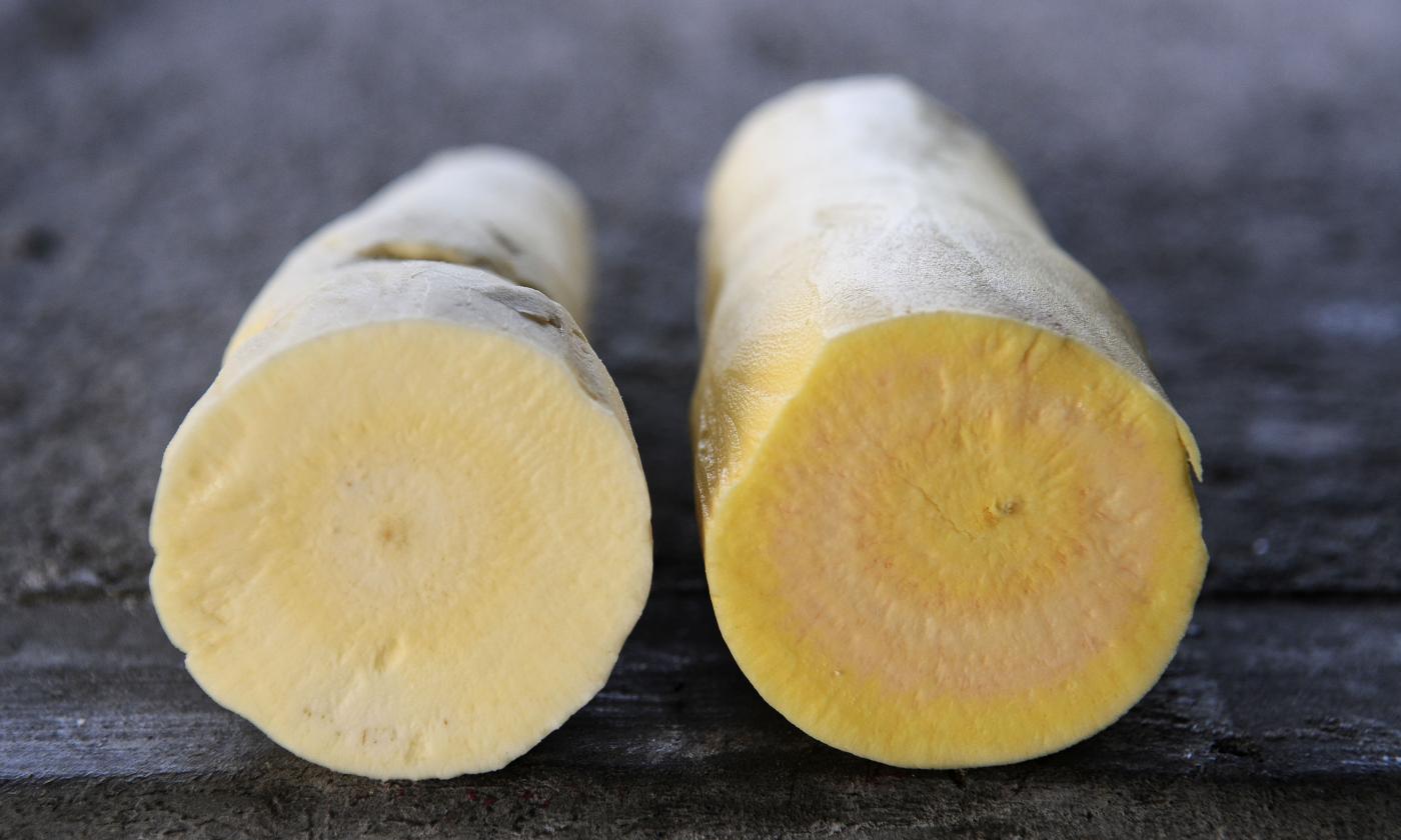 Yuca pelada y cortada por la mitad - Manihot esculenta, a la derecha una variedad transgénica. Yuca pelada y cortada por la mitad - Manihot esculenta, a la derecha una variedad transgénica.