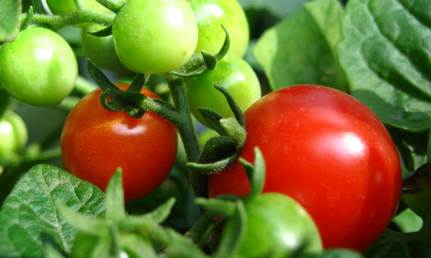 Pomodoro, rosso, maturo, crudo, produzione durante tutto l'anno. Solanum lycopersicum. Pomodoro, rosso, maturo, crudo, produzione durante tutto l'anno. Solanum lycopersicum.