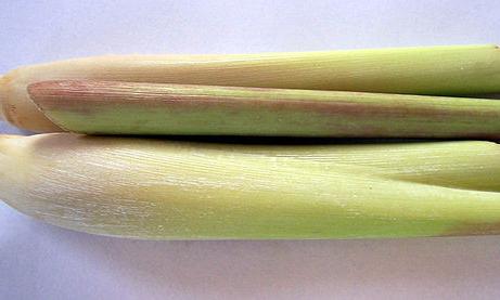 Los tallos de la hierba de limón - Cymbopogon citratus - sin raíces. Los tallos de la hierba de limón - Cymbopogon citratus - sin raíces.
