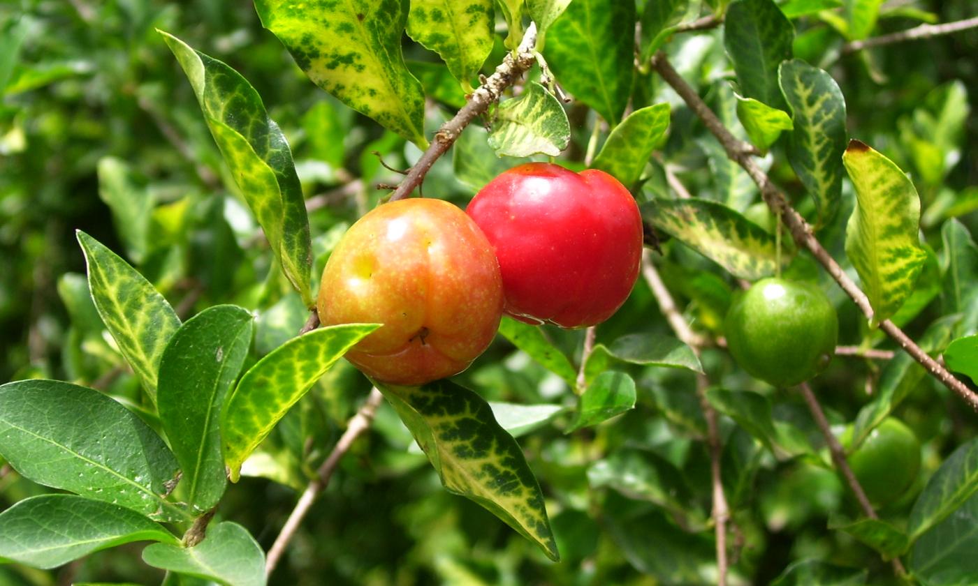 Früchte roh, unbehandelt: Acerola, roh - Malpighia emarginata Früchte roh, unbehandelt: Acerola, roh - Malpighia emarginata