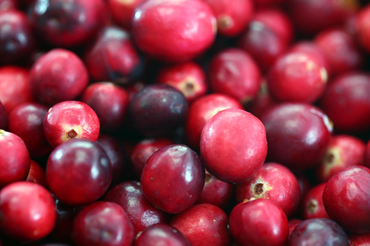 Primer plano de arándanos rojos (cranberries) frescos. Vaccinium macrocarpon. Primer plano de arándanos rojos (cranberries) frescos. Vaccinium macrocarpon.