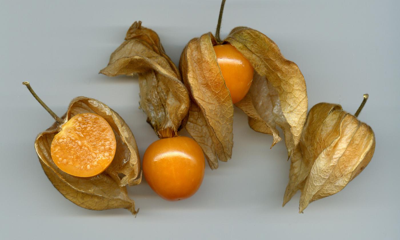 Einige Kapstachelbeeren,(Physalis), auch Blasenkirsch genannt. Nicht zu verwechseln mit ähnlichen aber ungeniessbaren Früchten in den gemässigten Zonen. Einige Kapstachelbeeren,(Physalis), auch Blasenkirsch genannt. Nicht zu verwechseln mit ähnlichen aber ungeniessbaren Früchten in den gemässigten Zonen.