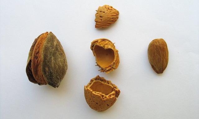 Ripe almond in bowl (left), open almond bowl (middle) and edible stone fruit on the right. Ripe almond in bowl (left), open almond bowl (middle) and edible stone fruit on the right.