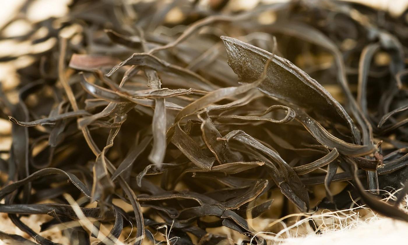 Arame seaweed accumulated. Botanical name Ecklonia bicyclis or (syn.) Eisenia bicyclis. Arame seaweed accumulated. Botanical name Ecklonia bicyclis or (syn.) Eisenia bicyclis.