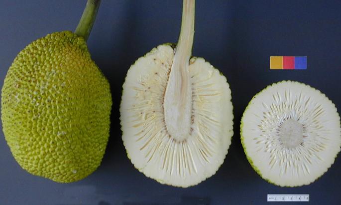 Pane intero lasciato frutta, due metà a destra con la polpa Pane intero lasciato frutta, due metà a destra con la polpa