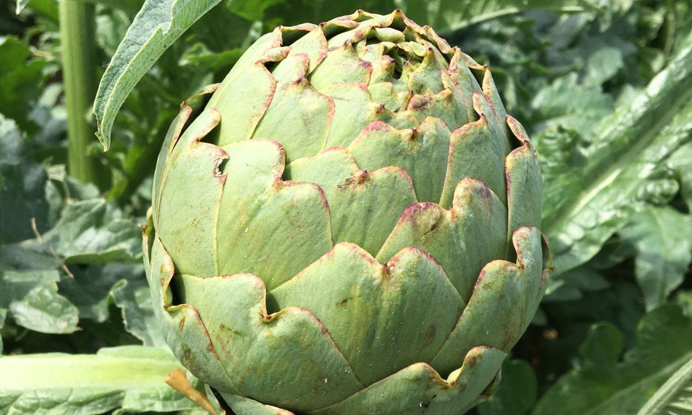 Carciofo pronto da raccogliere e da mangiare con le brattee ancora ben attaccate. Cynara scolymus. Carciofo pronto da raccogliere e da mangiare con le brattee ancora ben attaccate. Cynara scolymus.