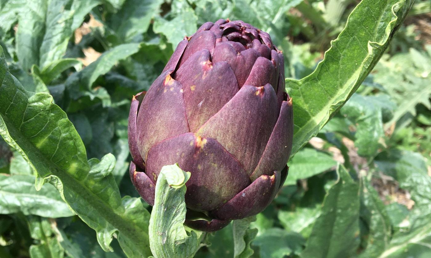 Piccolo germoglio di carciofo viola con antociani. Adatto come cibo crudo. Piccolo germoglio di carciofo viola con antociani. Adatto come cibo crudo.