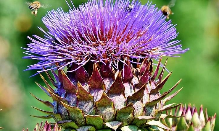 Carciofo in fiore, con api, brattee aperte, accanto ad esse infiorescenze non ancora fiorite. Carciofo in fiore, con api, brattee aperte, accanto ad esse infiorescenze non ancora fiorite.