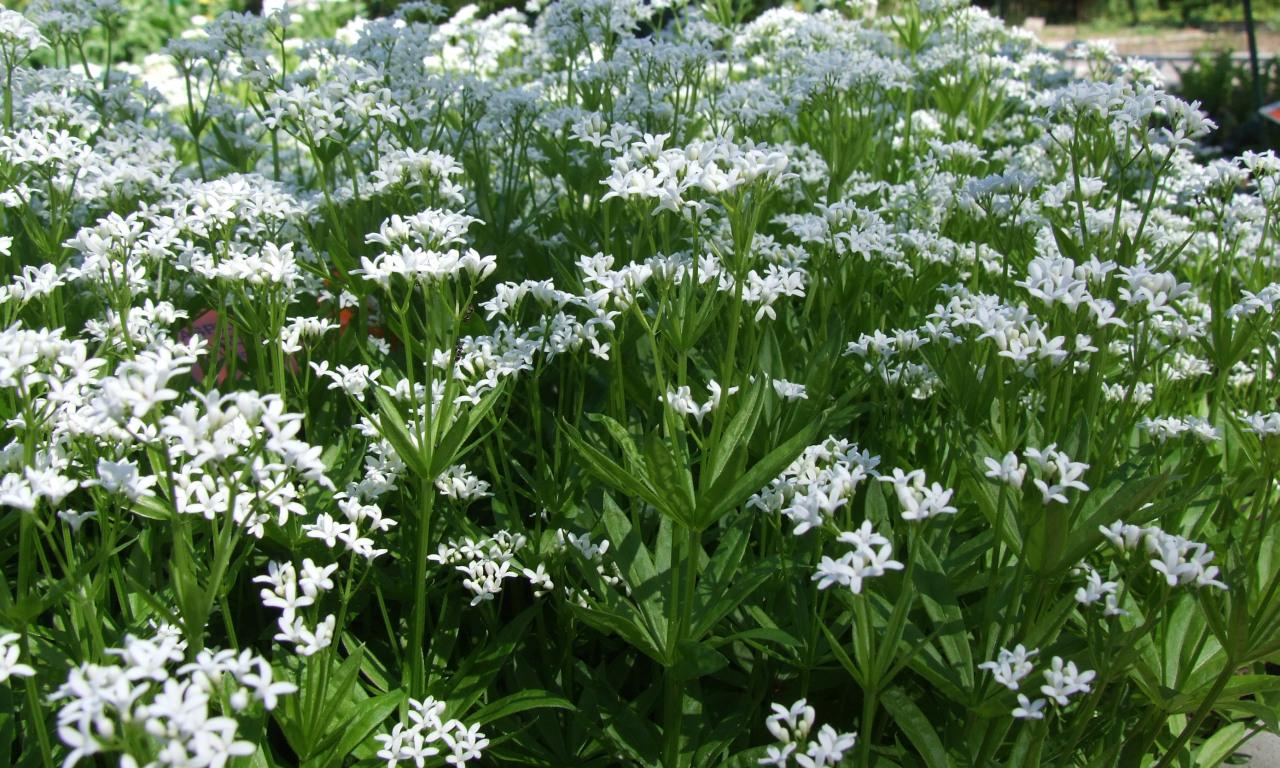 Kräuter, Gewürze & Wildpflanzen, roh, unbehandelt: Waldmeister - Galium odoratum Kräuter, Gewürze & Wildpflanzen, roh, unbehandelt: Waldmeister - Galium odoratum