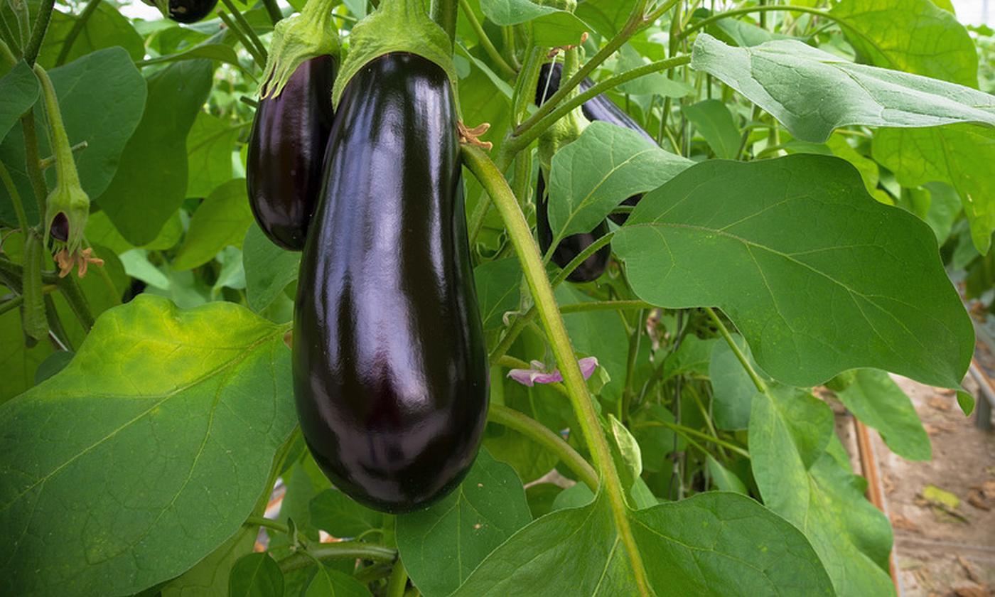 Eggplant (Aubergine) raw, organic? Foundation G+E