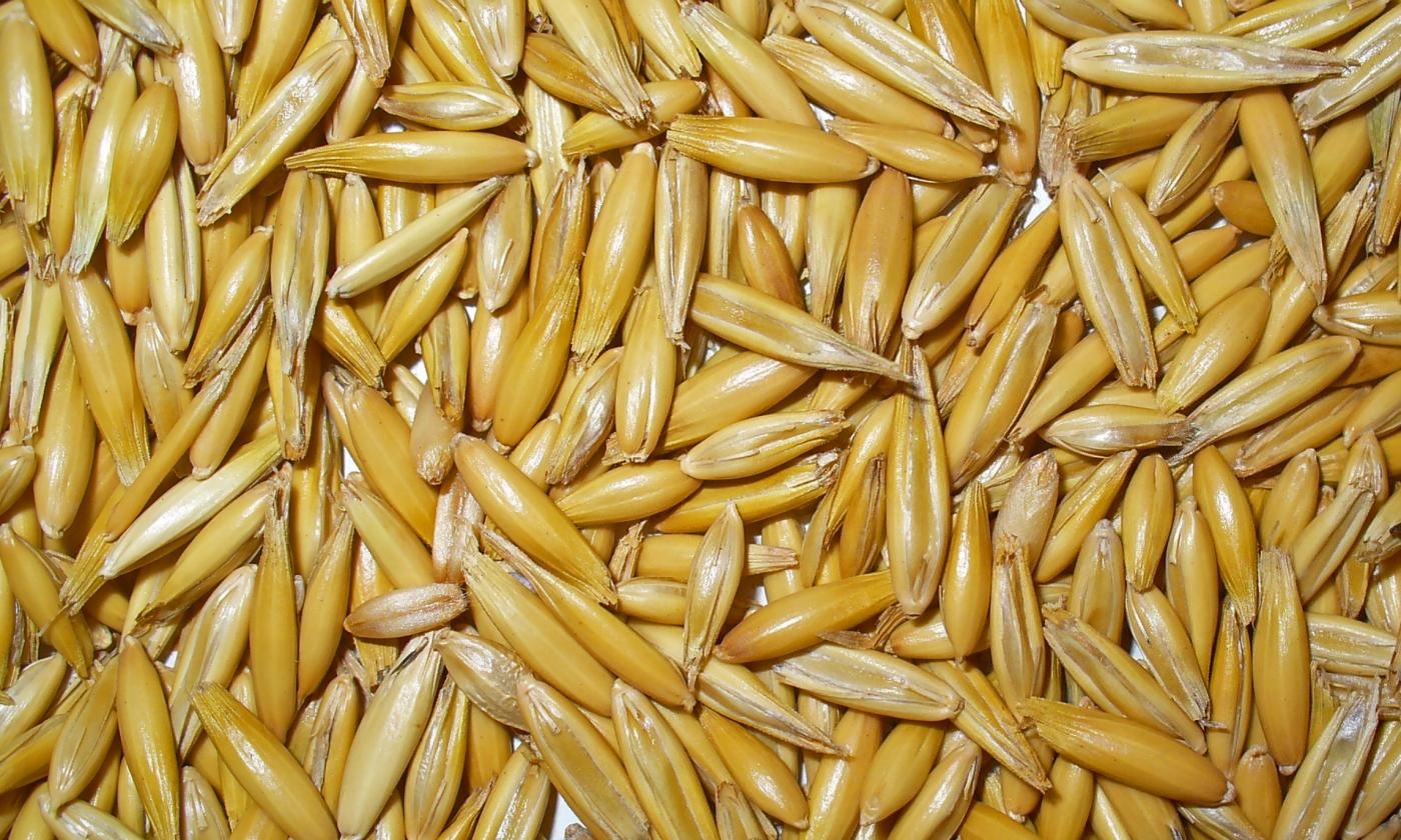 Semillas de avena (Avena sativa L): Avena para el consumo casi siempre está cocida. Semillas de avena (Avena sativa L): Avena para el consumo casi siempre está cocida.