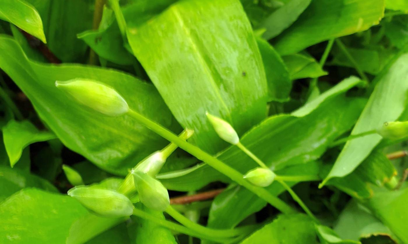 Aglio selvatico - Allium ursinum - come si trova in natura. Aglio selvatico - Allium ursinum - come si trova in natura.