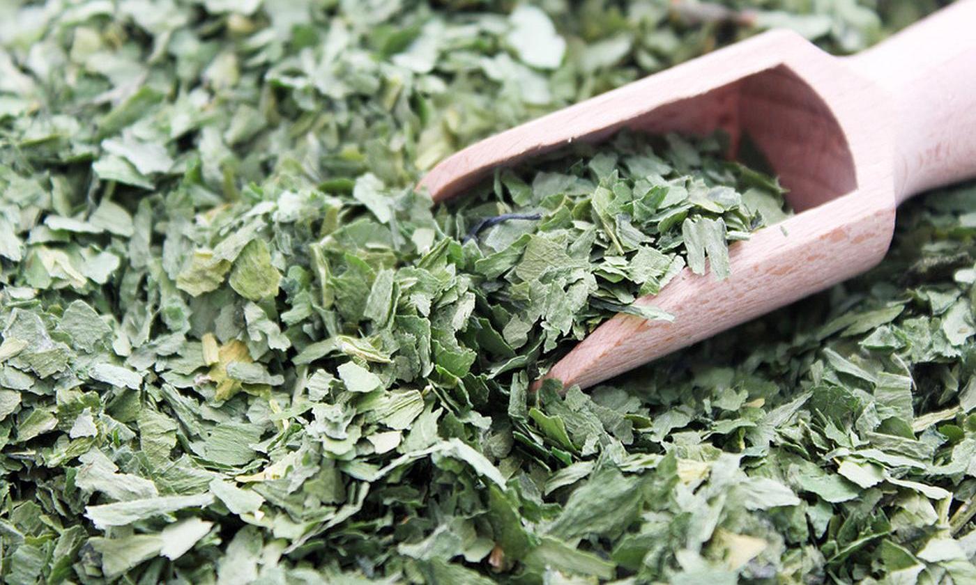 Ajo silvestre seco - Allium ursinum - acostado libremente con una cuchara medidora de madera.