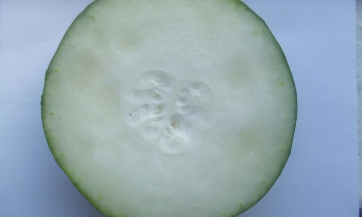 Un trozo de calabaza de cera / melón de invierno - Benincasa hispida var. pruriens, Syn.: B.pruriens Un trozo de calabaza de cera / melón de invierno - Benincasa hispida var. pruriens, Syn.: B.pruriens