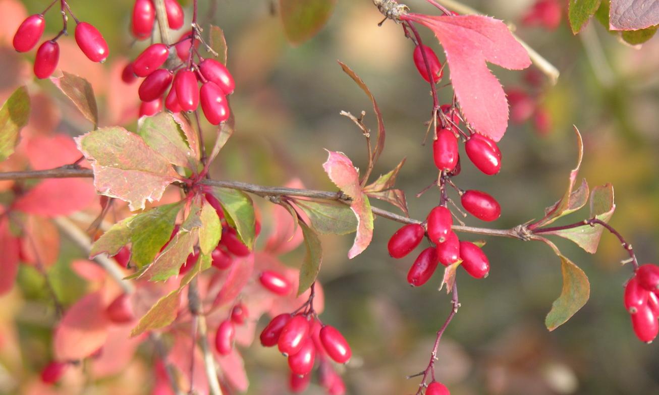 Rohe Beeren der Gewöhnlichen Berberitze (Berberis vulgaris) am Strauch.