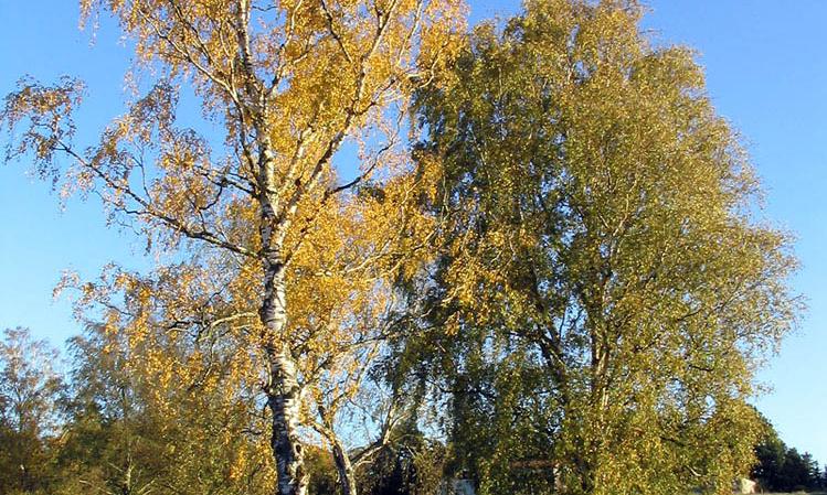 Baumkrone der Weiss-Birke, dahinter ein blauer Himmel - Betula pendula. Baumkrone der Weiss-Birke, dahinter ein blauer Himmel - Betula pendula.