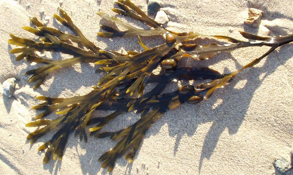 Bladderwrack - Fucus vesiculosus, en la arena de una costa en Gales, Gran Bretaña Bladderwrack - Fucus vesiculosus, en la arena de una costa en Gales, Gran Bretaña