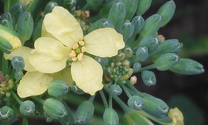 Brócoli en flor (Brassica oleracea var. Italica) con un enfoque en las flores individuales.