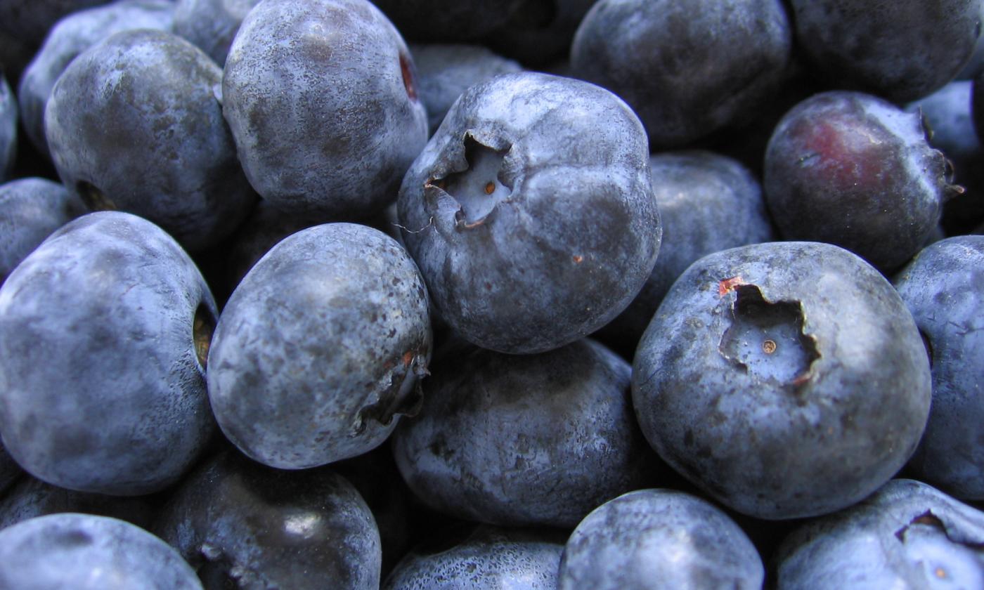 Ripe blueberries, raw - Vaccinium spp. Ripe blueberries, raw - Vaccinium spp.