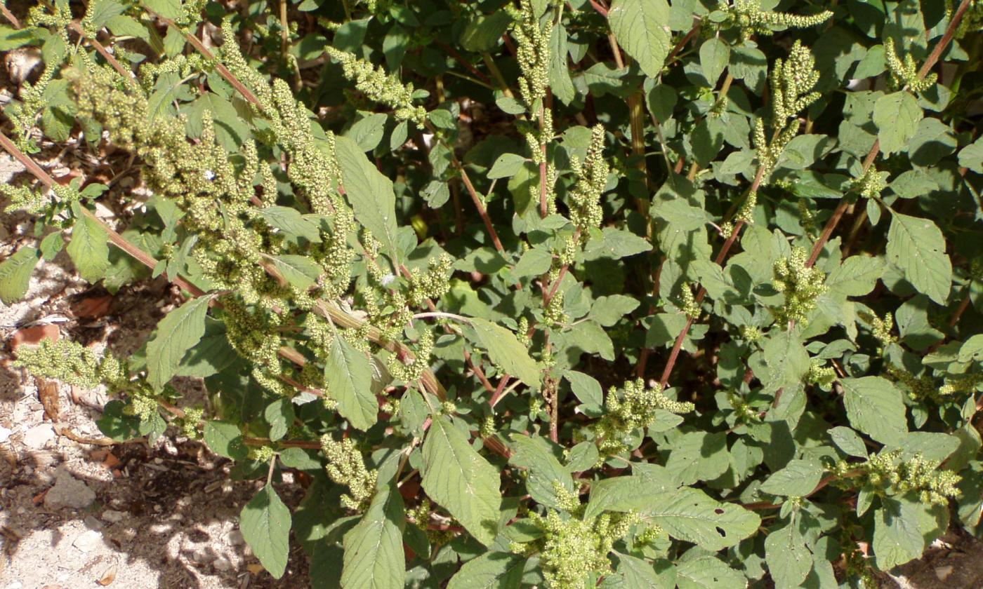 Дикорастущий мексиканский чай, также называемый эпазтом (Dysphania ambrosioides). Дикорастущий мексиканский чай, также называемый эпазтом (Dysphania ambrosioides).