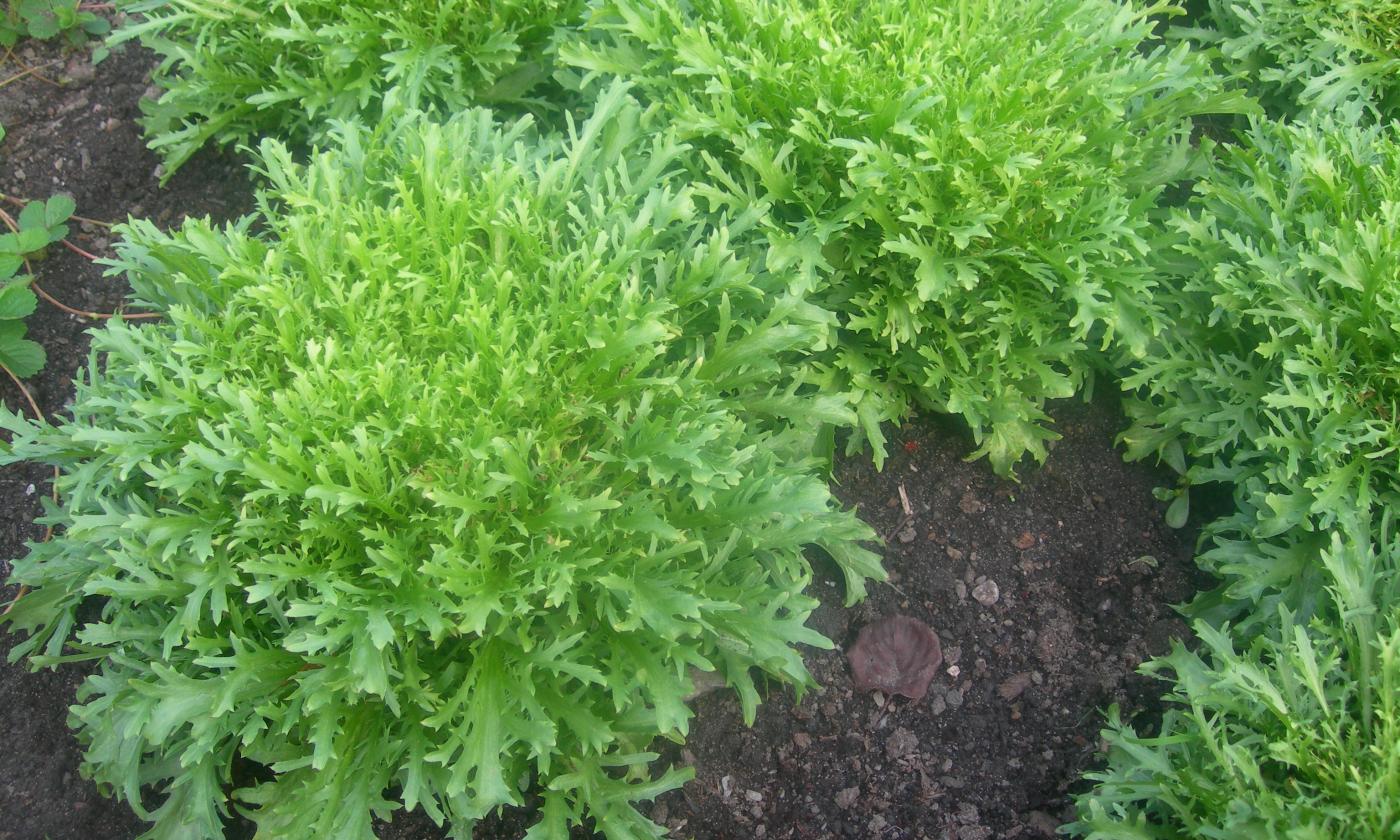 Endivia (achicoria) como planta - Cichorium endivia. Endivia (achicoria) como planta - Cichorium endivia.