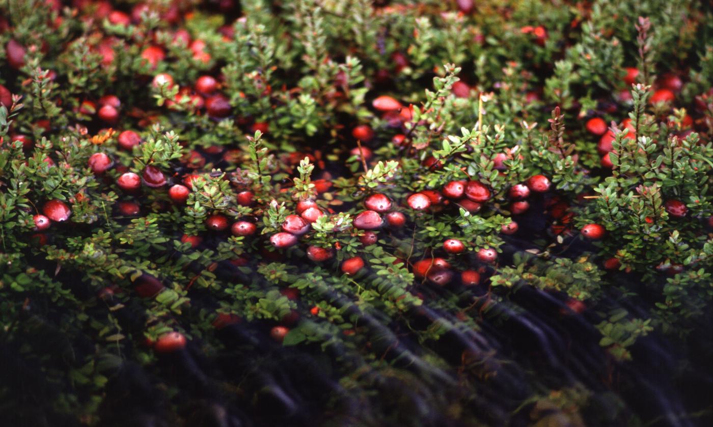 Arándanos rojos maduros todavía en el arbusto. Vaccinium macrocarpon. Arándanos rojos maduros todavía en el arbusto. Vaccinium macrocarpon.