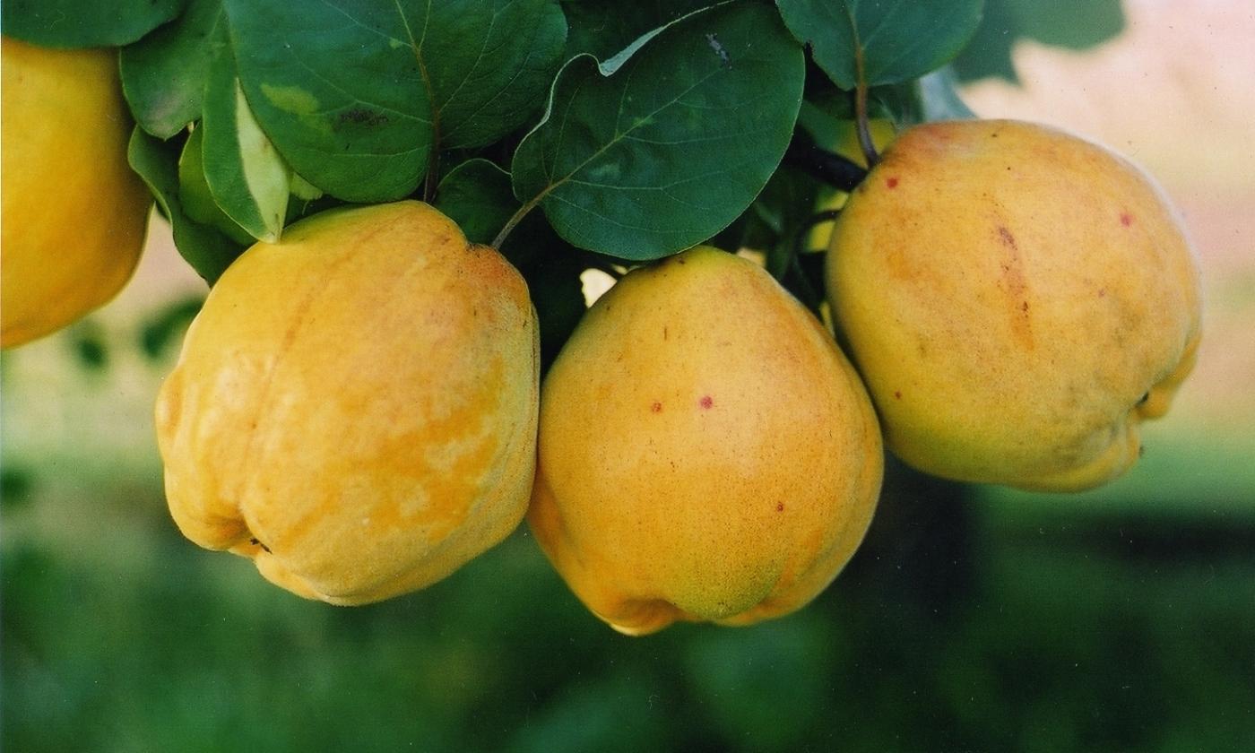 Quitte Roh Honigapfel