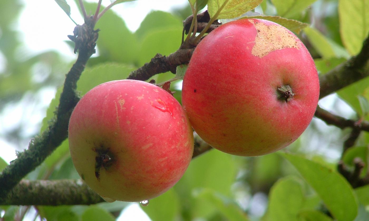 Apple (Malus domestica): two untreated, ripe apples on an apple tree. Apple (Malus domestica): two untreated, ripe apples on an apple tree.