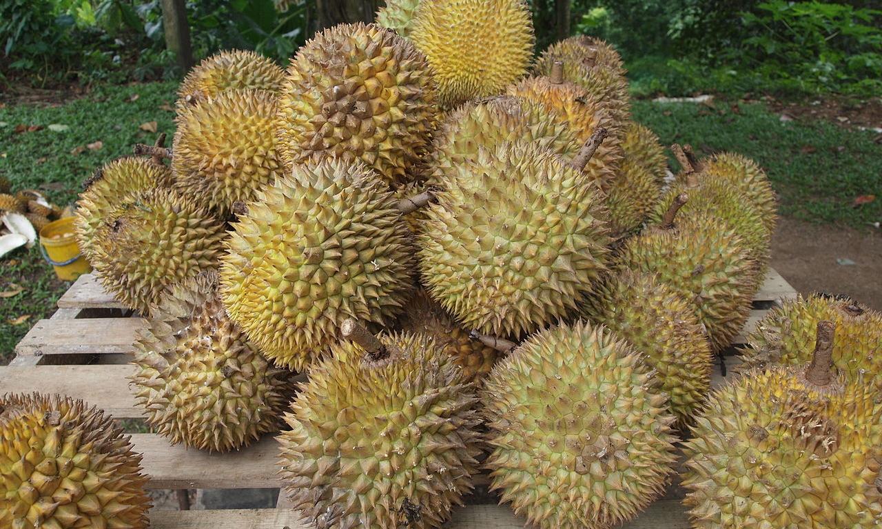 Durian Deutsch Durian Deutsch