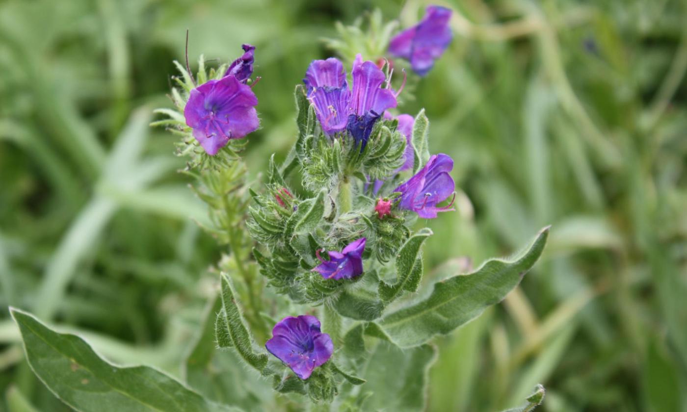 Echium plantagineum, inflorescencia desde arriba. Echium plantagineum, inflorescencia desde arriba.