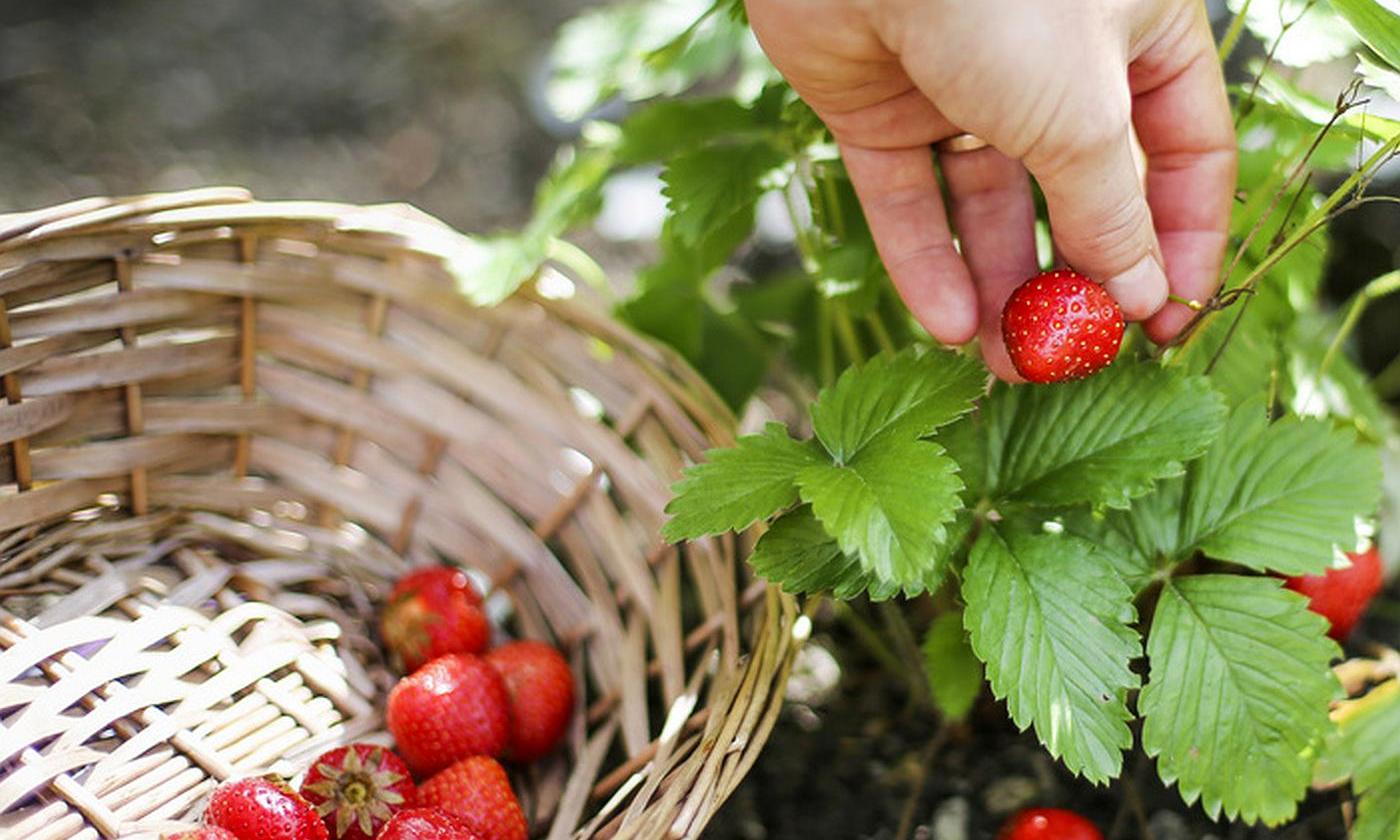 Erdbeeren, einzeln und von Hand geerntet, in geflochtenem Korb - Fragaria x ananassa. Erdbeeren, einzeln und von Hand geerntet, in geflochtenem Korb - Fragaria x ananassa.