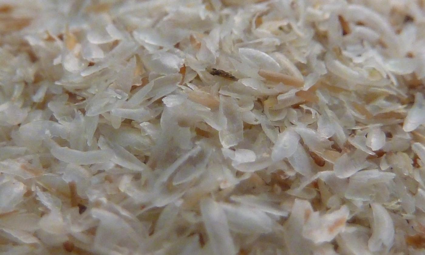 Cáscaras de psyllium amontonadas (Plantago psyllium). Cáscaras de psyllium amontonadas (Plantago psyllium).