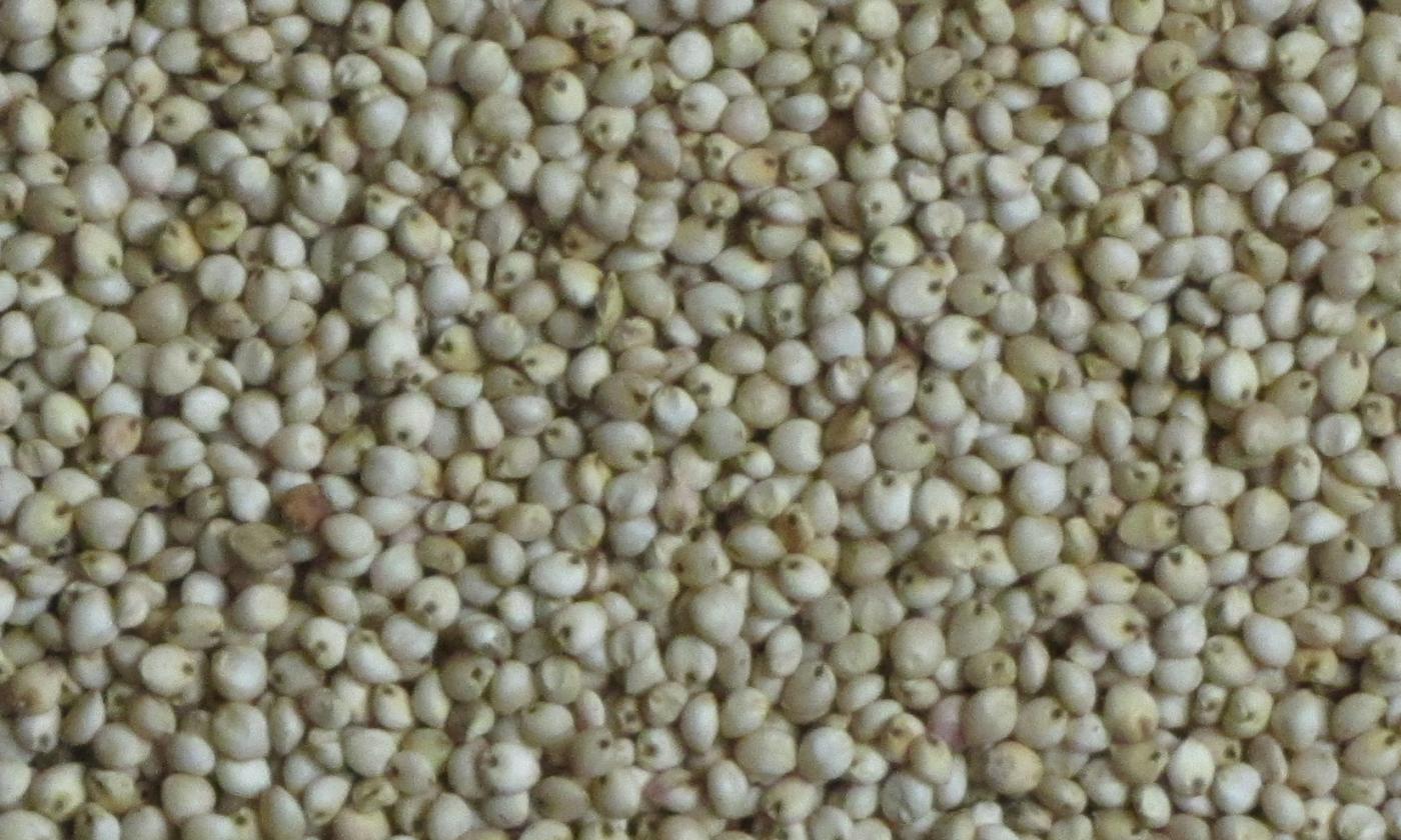 Grano di sorgo - sorgo spp. - sciolto come sorgo bianco (ancora giallo e rosso).