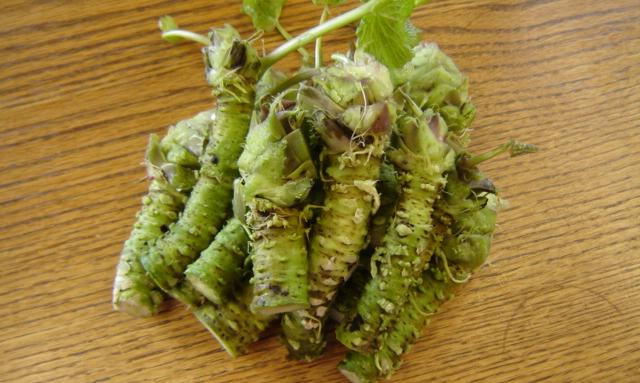 Васаби: связка из нескольких сырых корней, готовых к натиранию на тёрке - Eutrema japonica. Васаби: связка из нескольких сырых корней, готовых к натиранию на тёрке - Eutrema japonica.