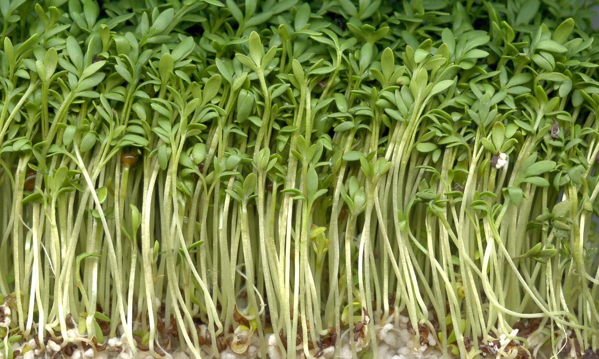 Crescione fresco, crudo - Lepidium sativum: primo piano dei germogli. Crescione fresco, crudo - Lepidium sativum: primo piano dei germogli.