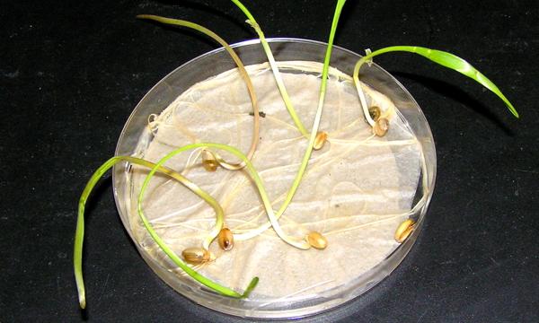 Auf einige cm gewachsene Weizensprossen, in einer  Petrischale liegend. Auf einige cm gewachsene Weizensprossen, in einer  Petrischale liegend.