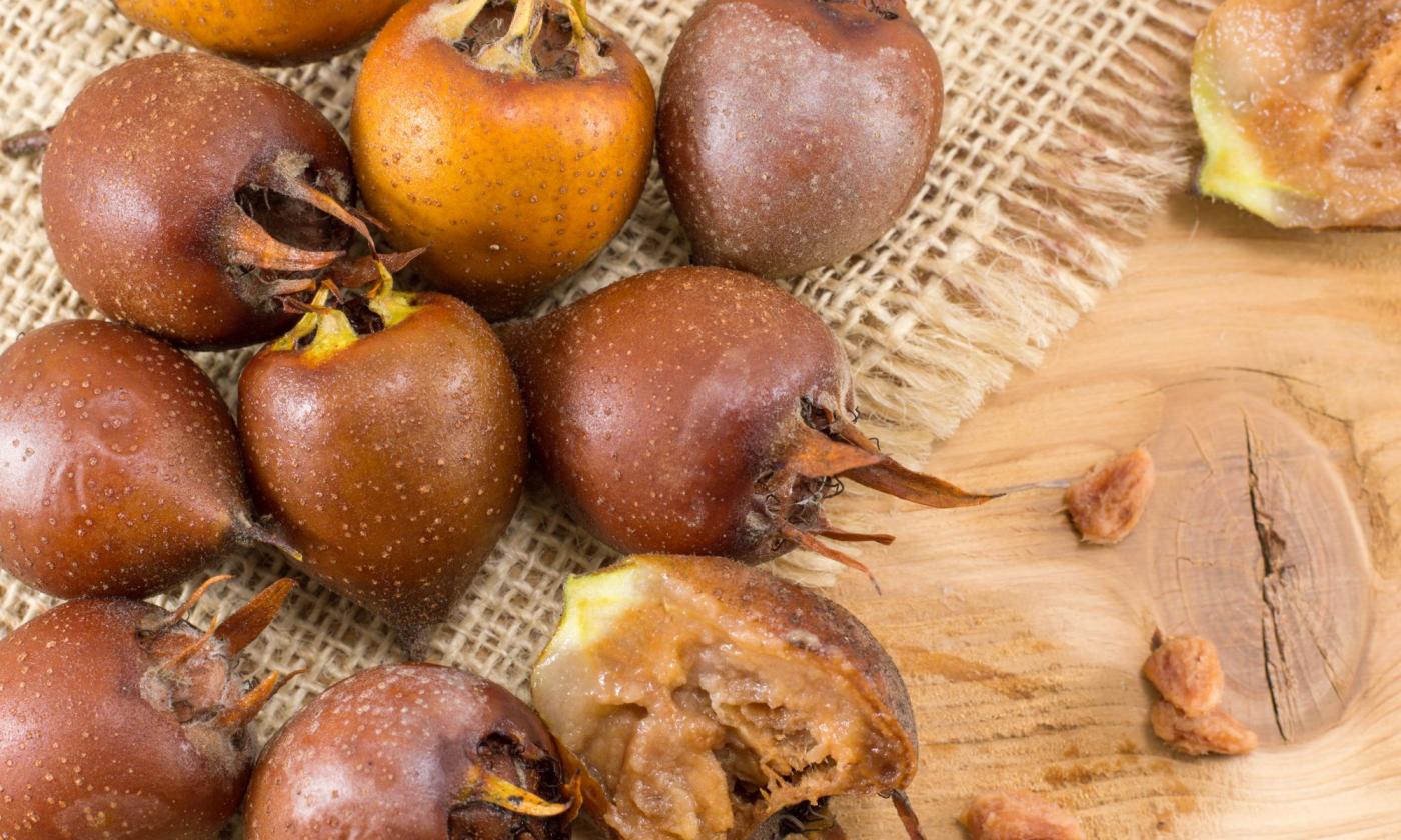 Gemeine Mispeln (Mespilus germanica) auf Tisch liegend. Siehe auch Japanische Mispel.