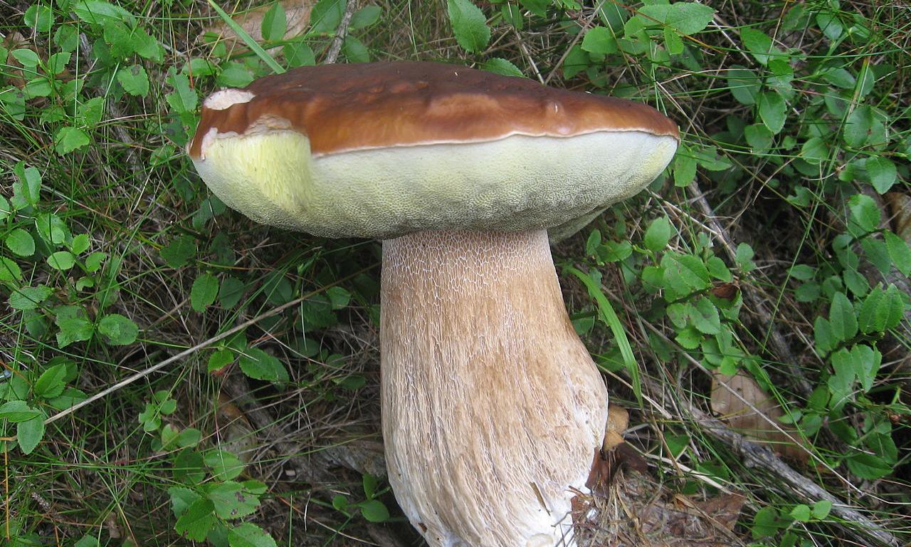 Boletus crudo (Boletus edulis) en el bosque. Boletus crudo (Boletus edulis) en el bosque.
