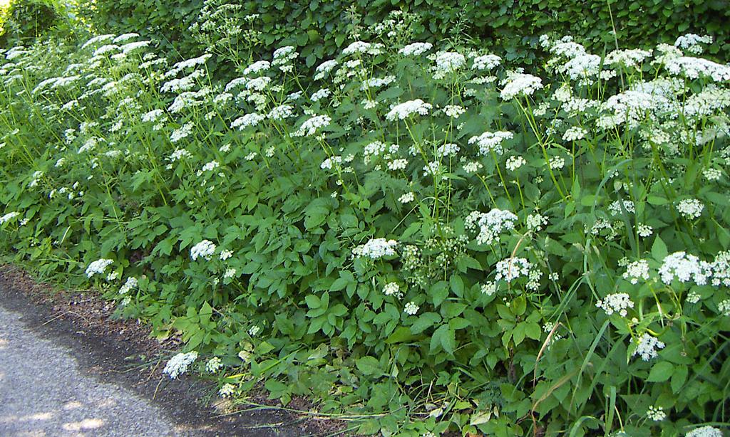 Blooming goutweed (Aegopodium podagraria) on the roadside. Blooming goutweed (Aegopodium podagraria) on the roadside.