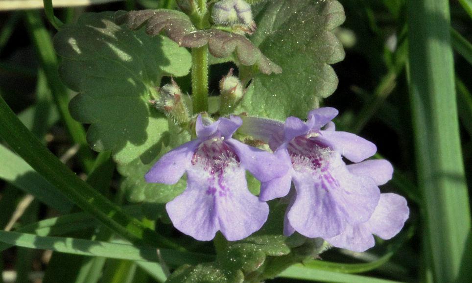 Glechoma hederacea or ground-ivy, gill-over-the-ground, with blue-violet flowers and reddish leaves. Glechoma hederacea or ground-ivy, gill-over-the-ground, with blue-violet flowers and reddish leaves.
