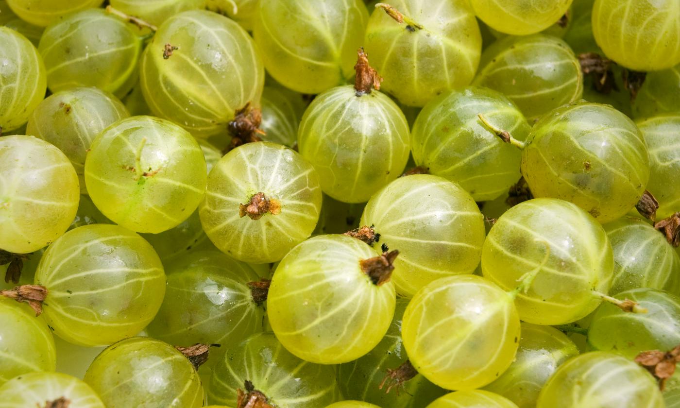 Grüne Stachelbeeren, roh, auf einem Haufen (Ribes uva-crispa, syn. Ribes grossularia). Grüne Stachelbeeren, roh, auf einem Haufen (Ribes uva-crispa, syn. Ribes grossularia).