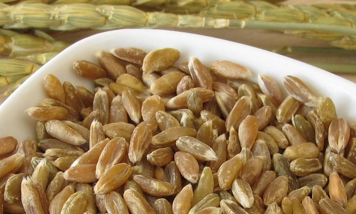 Grünkern - ganze Körner, gedarrt - Triticum aestivum L. subsp. spelta. Grünkern - ganze Körner, gedarrt - Triticum aestivum L. subsp. spelta.